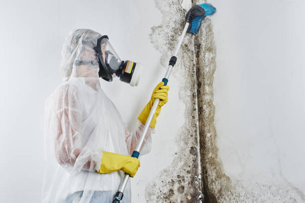 Professional Mold Removal in Franklin, NH